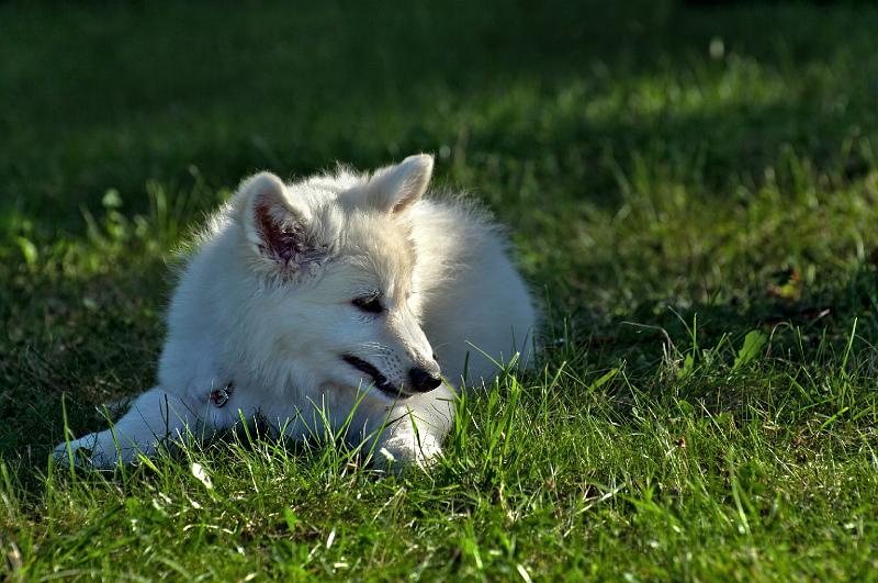 K20_2244b.jpg - man beachte die Fliege auf der Nase...