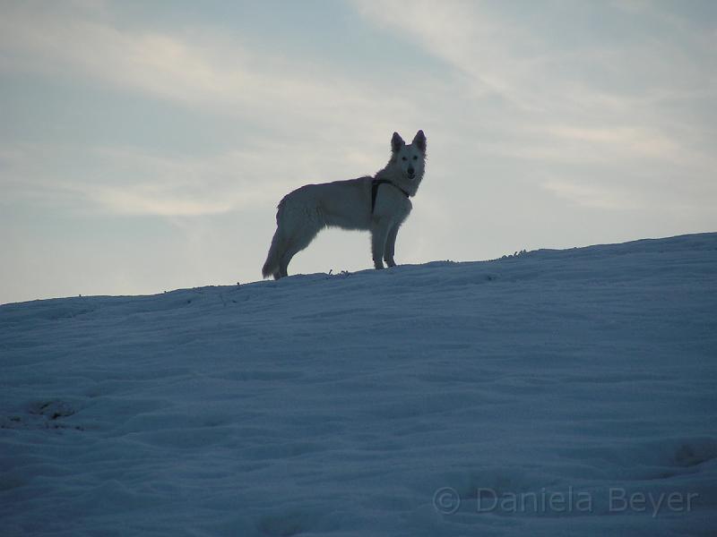 PICT2685.JPG - Im Schnee - Sugarlee 6 Monate alt