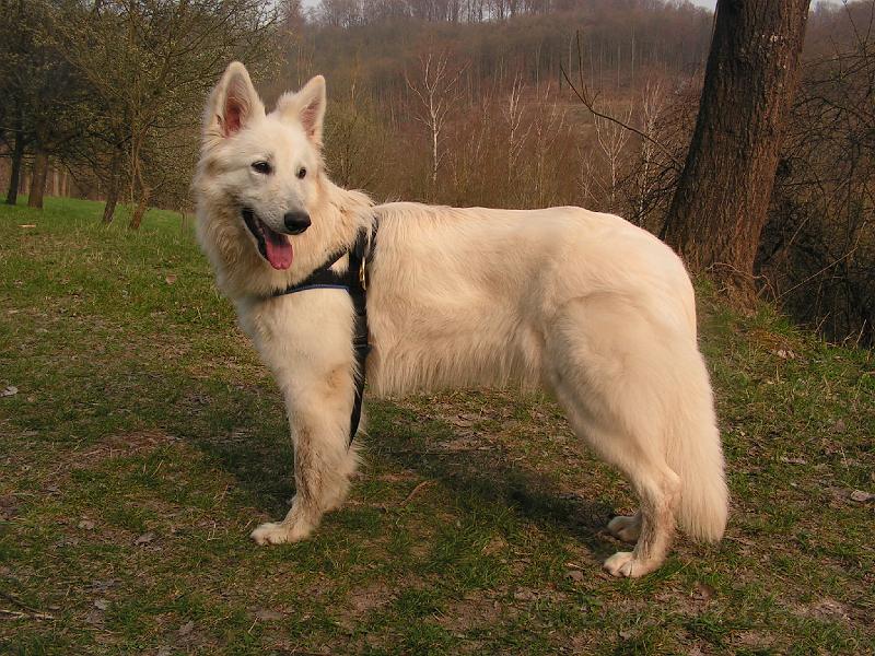 PICT3076.JPG - 01. April 09...erster Frühlingsspaziergang :-)