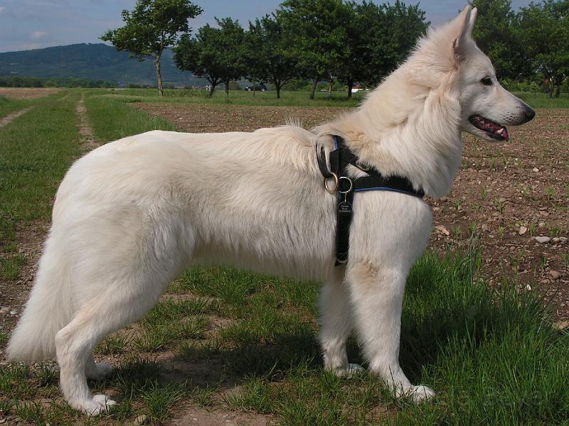 PICT3166.JPG - 17. Mai 09 ... Sugarlee 10,5 Monate alt