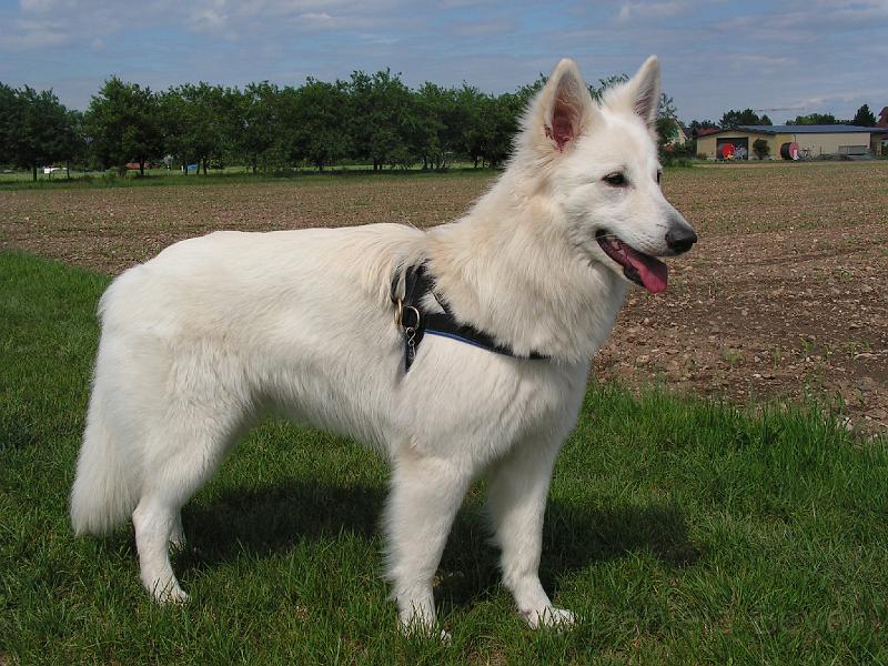 PICT3169.JPG - 17. Mai 09 ... Sugarlee 10,5 Monate alt