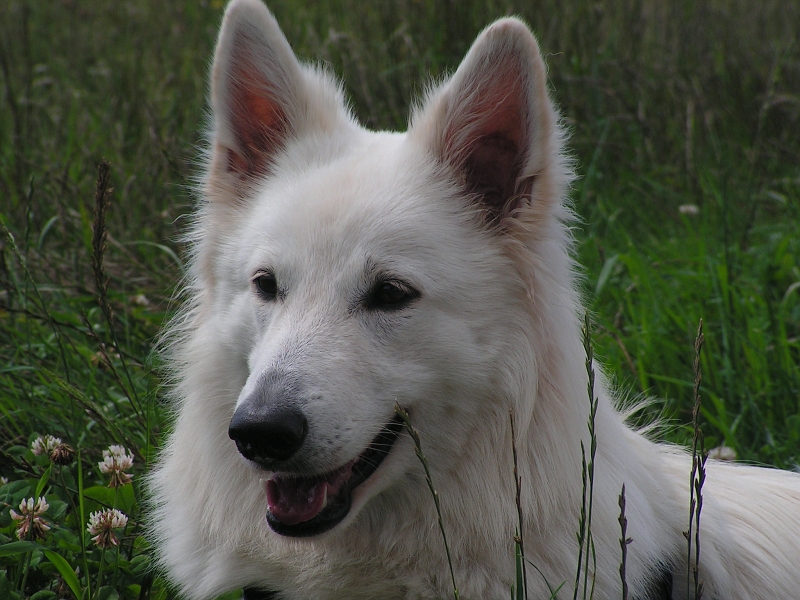 PICT3248.JPG - Sugarlee 1 Jahr alt ...