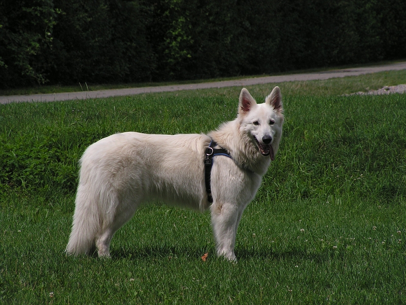 PICT3328.JPG - Sugarlee 1 Jahr alt ...