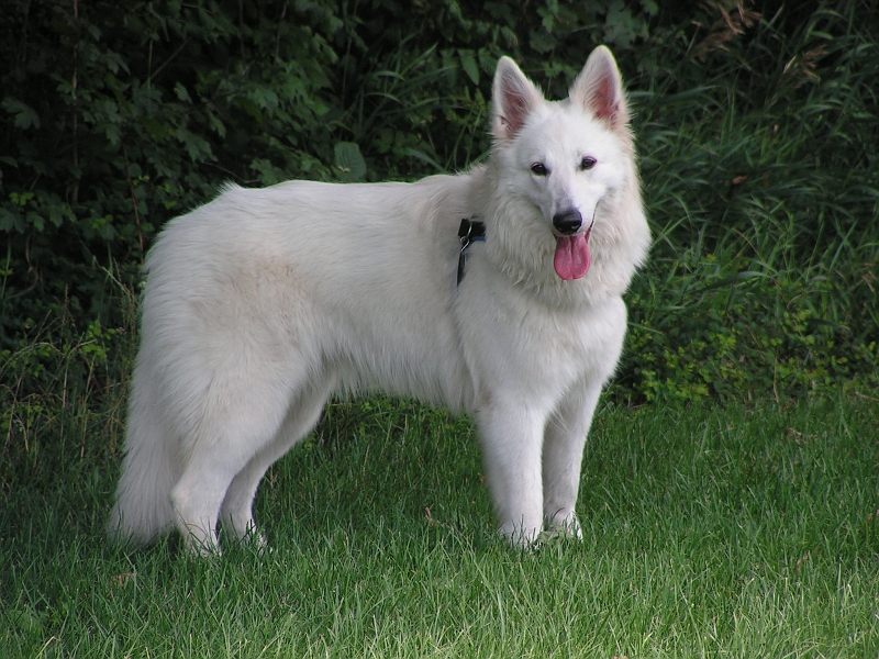 PICT3350.JPG - Sugarlee 1 Jahr alt ...